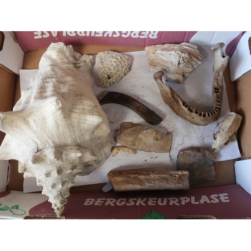 675 - Human lower jaw bone, conch shell, two pieces of petrified wood, and a small rodent skull