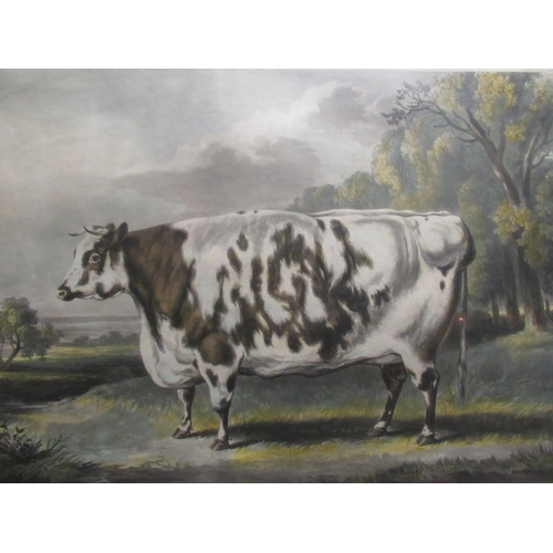 1032 - Fore's Portraits of Prize Cattle plate ten - 'The Everingham Short Horned Prize Cow' painted from li... 