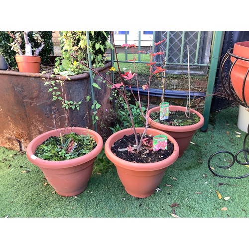 70 - Set of three terracotta effect plastic plant pots planted with shrubs (3)