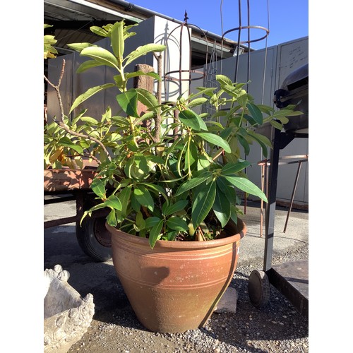 98 - Large terracotta pot with Laurel plant