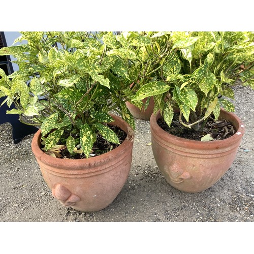 150 - Pair of large terracotta planter with fleur-de-lis decoration, containing large plants