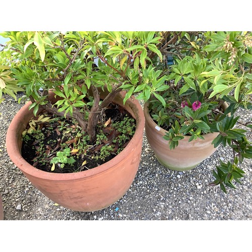 151 - Two large terracotta planters each containing established plants