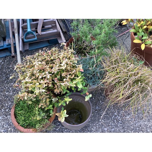 152 - Quantity of terracotta planters containing plants including grasses, rosemary etc.