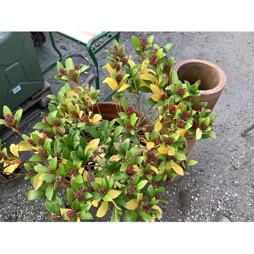 152 - Quantity of terracotta planters containing plants including grasses, rosemary etc.