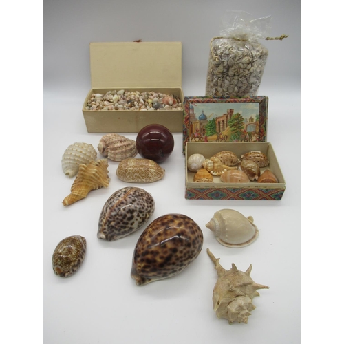 1505 - Collection of various seashells and a red polished agate sphere