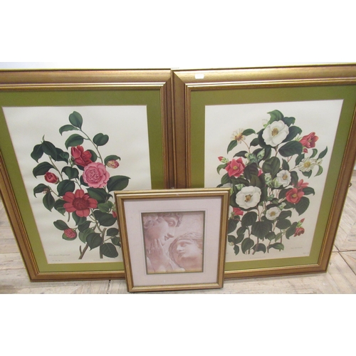 769 - Pair of Botanical prints of Camellia H58cm W41cm and a decorative print of a Roman sculpture (3)