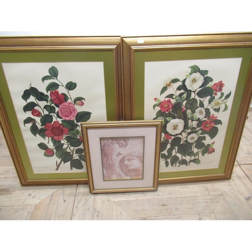 769 - Pair of Botanical prints of Camellia H58cm W41cm and a decorative print of a Roman sculpture (3)