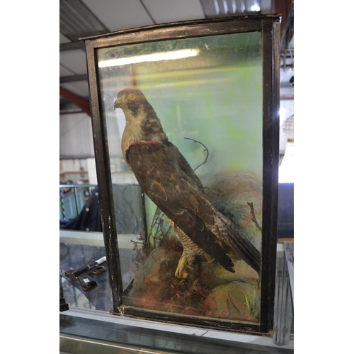 363 - Taxidermy study of a goshawk on perch in glass case, 14.5