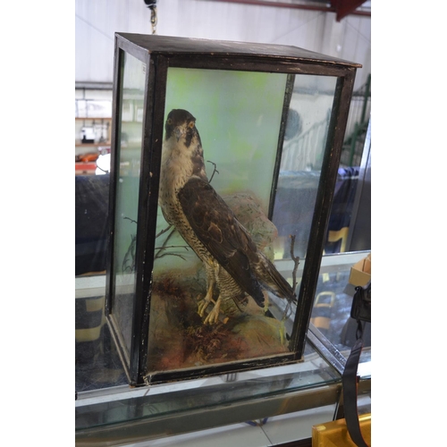 363 - Taxidermy study of a goshawk on perch in glass case, 14.5