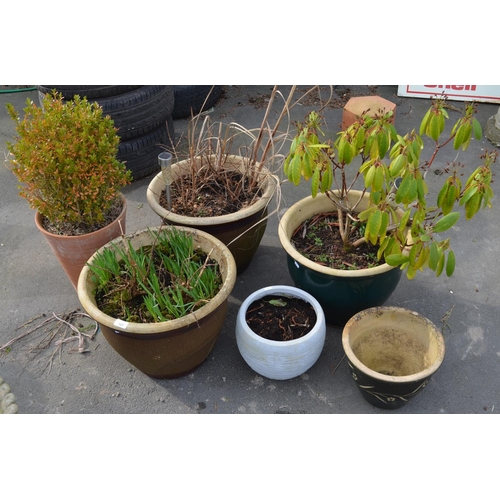 157 - Set of four large painted terracotta pots (planted up) and single terracotta pot with box and anothe... 