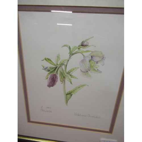 209 - Watercolour of a Wren 16cm x 10cm, watercolour of a Lenten Rose and a Guido Cannizzo signed print of... 