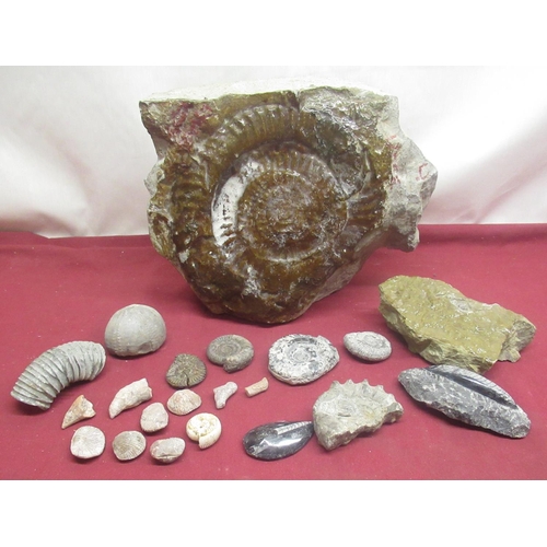 82 - Large glaze covered ammonite, three smaller ammonites and a collection of fossils