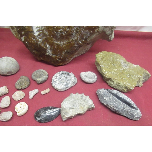 82 - Large glaze covered ammonite, three smaller ammonites and a collection of fossils