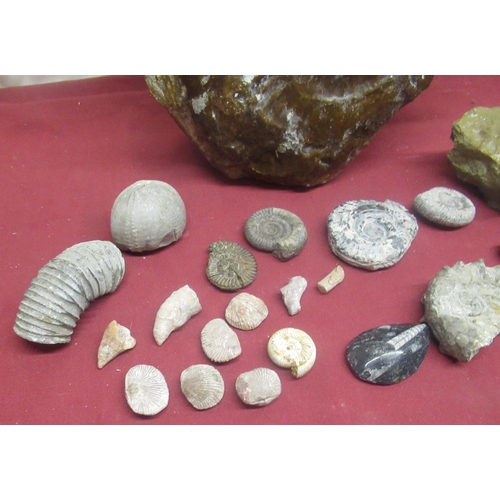 82 - Large glaze covered ammonite, three smaller ammonites and a collection of fossils