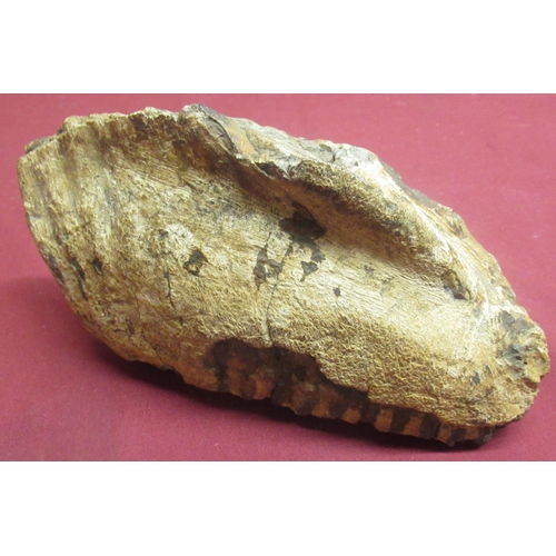 87 - Mammoth tooth, from the Shaw Collection found in the Woodhall Gravels, Lincolnshire