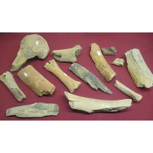 90 - Collection of Mammoth bones from the Shaw Collection found in the Woodhall Gravels, Lincolnshire (13... 