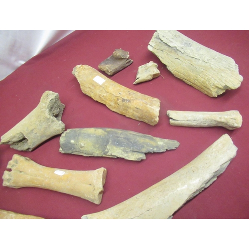 90 - Collection of Mammoth bones from the Shaw Collection found in the Woodhall Gravels, Lincolnshire (13... 