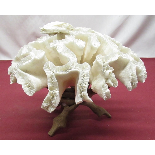 190 - Marine sample of brain coral on carved hardwood tripod stand