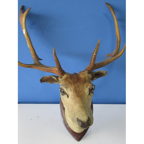 598 - Taxidermy - Deer head and neck with antlers on shield shaped plaque, H83cm W70cm