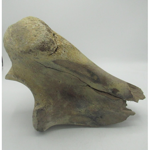 1276 - Mammoth bone, possibly the top of a Radius Bone