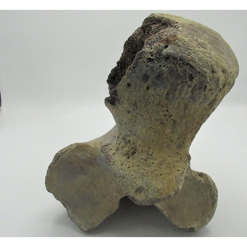1276 - Mammoth bone, possibly the top of a Radius Bone