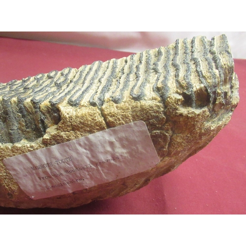 1272 - Mammoth tooth, from the Shaw Collection found in the Woodhall Gravels, Lincolnshire