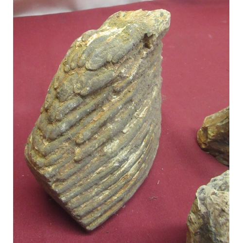 1274 - Three Mammoth teeth, from the Shaw Collection found in the Woodhall Gravels, Lincolnshire