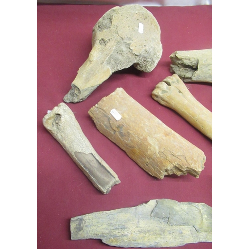 1271 - Collection of Mammoth bones from the Shaw Collection found in the Woodhall Gravels, Lincolnshire (13... 