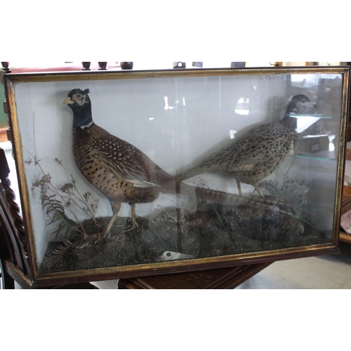 1058 - Edwardian cased taxidermy study of a hen and cock pheasant in naturalistic setting, 81cm x 20cm x 50... 
