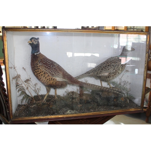 1058 - Edwardian cased taxidermy study of a hen and cock pheasant in naturalistic setting, 81cm x 20cm x 50... 
