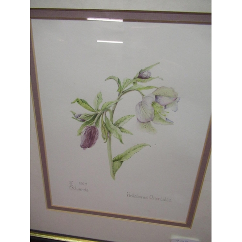 125 - Watercolour of a Wren 16cm x 10cm, watercolour of a Lenten Rose and a Guido Cannizzo signed print of... 