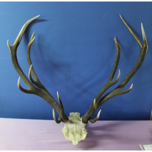 256 - Two stag antler skull mounts