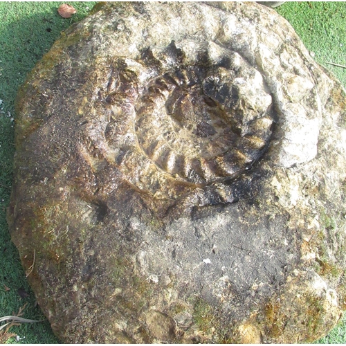 861 - Large Ammonite fossil 77cm x 66cm approx