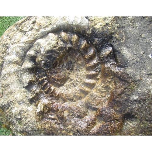 861 - Large Ammonite fossil 77cm x 66cm approx