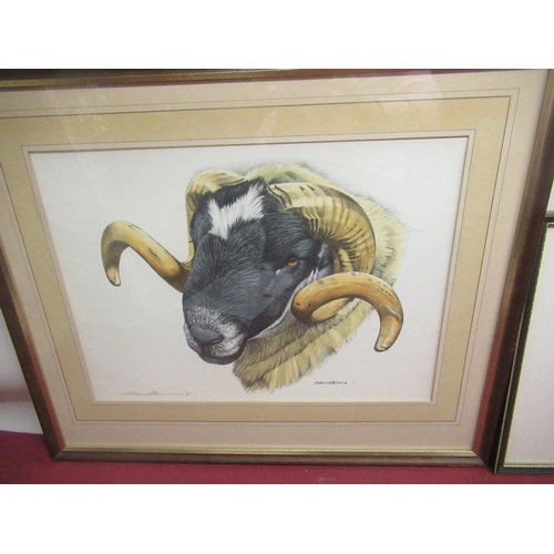 533 - After David Binns (British, Contemporary);  Coloured print of a Ram, signed and dated '85 in pencil,... 