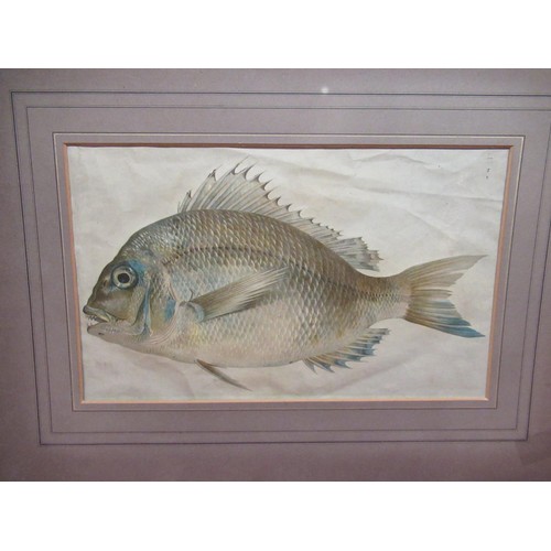 535 - Collection of prints including one of a fish, and a stainless steel pocket knife