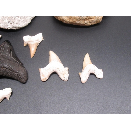 327 - Collection of Carcharodon Shark teeth and three Mosasaur teeth found in the Cretaceous deposits of M... 