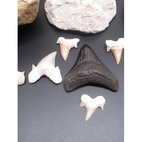 327 - Collection of Carcharodon Shark teeth and three Mosasaur teeth found in the Cretaceous deposits of M... 