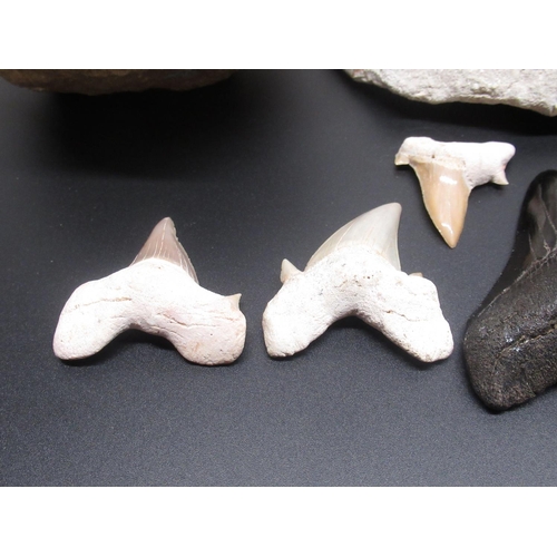 327 - Collection of Carcharodon Shark teeth and three Mosasaur teeth found in the Cretaceous deposits of M... 