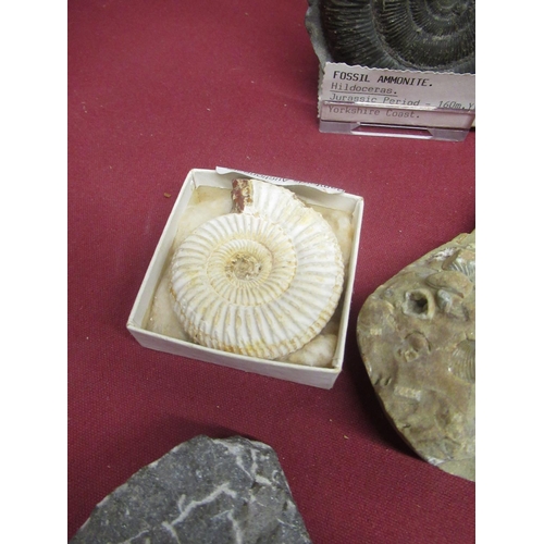 330 - Ammonite from Whitby, Hildoceras Ammonite from the Yorkshire Coast, Ogygia Buchi found at Llandeilo ... 