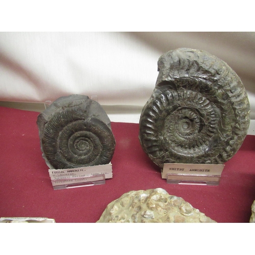 330 - Ammonite from Whitby, Hildoceras Ammonite from the Yorkshire Coast, Ogygia Buchi found at Llandeilo ... 