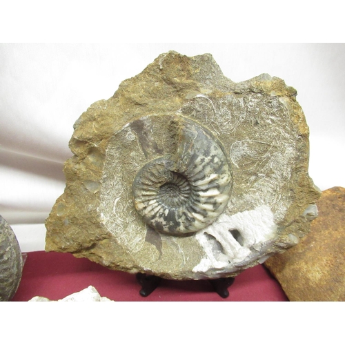 330 - Ammonite from Whitby, Hildoceras Ammonite from the Yorkshire Coast, Ogygia Buchi found at Llandeilo ... 