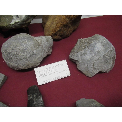 330 - Ammonite from Whitby, Hildoceras Ammonite from the Yorkshire Coast, Ogygia Buchi found at Llandeilo ... 