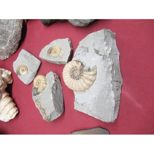 330 - Ammonite from Whitby, Hildoceras Ammonite from the Yorkshire Coast, Ogygia Buchi found at Llandeilo ... 