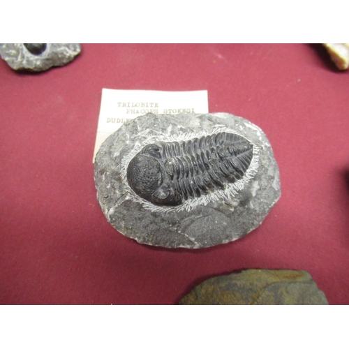 330 - Ammonite from Whitby, Hildoceras Ammonite from the Yorkshire Coast, Ogygia Buchi found at Llandeilo ... 