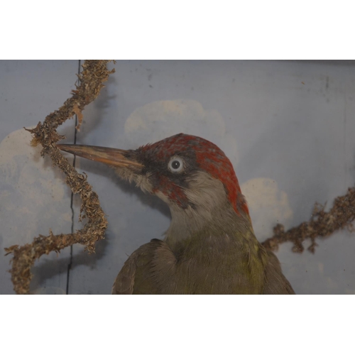 11 - Cased taxidermy Eurasian Green Woodpecker with scenic background, W32.4cm D11cm H34.9cm