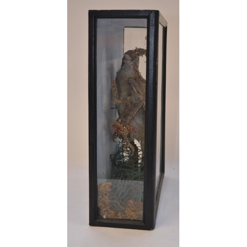 11 - Cased taxidermy Eurasian Green Woodpecker with scenic background, W32.4cm D11cm H34.9cm