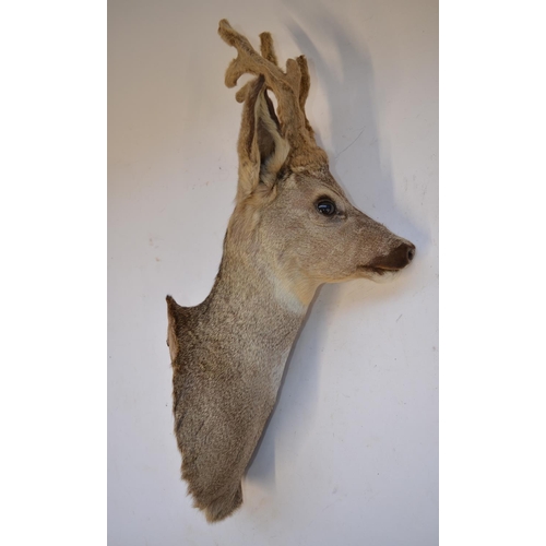 13 - Taxidermy wall hanging young Roe Deer head, approx D31cm approx H60cm