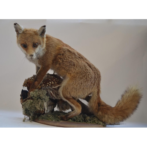 2 - Taxidermy diorama of a Red Fox with its kill, approx L66cm, approx H46cm