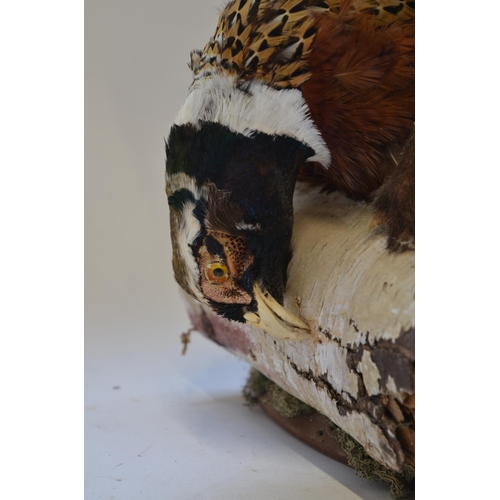 2 - Taxidermy diorama of a Red Fox with its kill, approx L66cm, approx H46cm